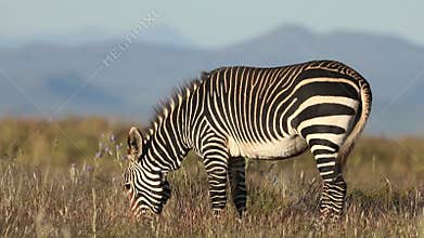 Grazing Cape mountain zebra