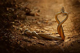 Snake fight. Indian rat snake, Ptyas mucosa. Two non-poisonous Indian snakes entwined in love dance on dusty road of Ranthambore n