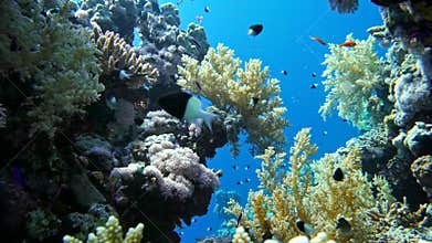 Colorful Fish on Vibrant Coral Reef, Red sea