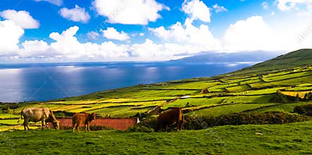 Landscape with agriculture fields at Corvo island, Azores, Portugal