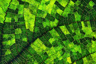 Macro of a leaf