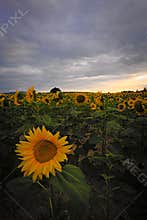 Sunflowers Field with a golden sun