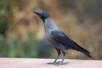 Hooded crow in Keoladeo Ghana National Park, Bharatpur, India.