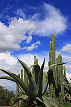 Maguy and cactus with blue sky and clouds I