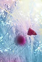 Colorful burdock with the butterfly