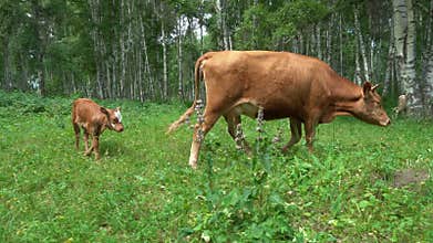 cow and calf grazing on green grass