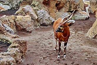 Antelope Bongo