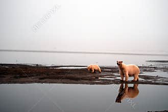 Polar Bears 1