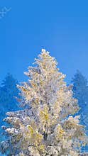 Fir tree covered by snow and hoarfrost on blue sky background