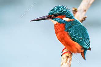 King fisher bird on a branch