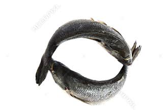 Fish logo
