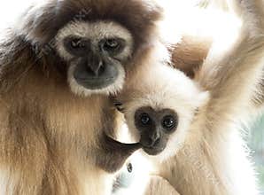 A baby lar gibbon, Hylobates lar, is sucking his mother, both looking at camera.