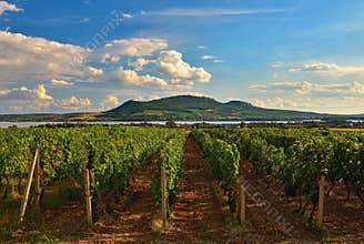 Vineyards at sunset in autumn harvest. Ripe grapes.Wine Region, Southern Moravia - Czech Republic. Vineyard under Palava.