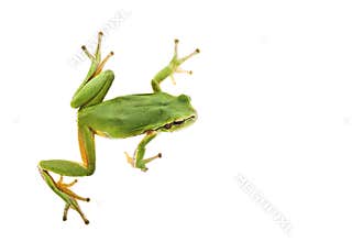 Tree frog