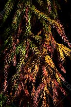 Fall colorful branches of coniferous tree Cryptomeria Japonica, also called Japanese Sugi Pine, Japanese Red-Cedar or simply Sugi,