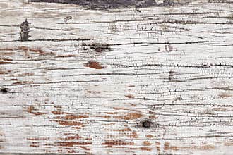 Texture of bark wood