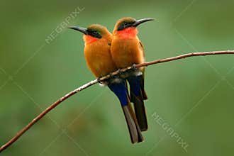 Red-throated bee-eater, Merops bulocki, Benin, Cameroon, Congo, Ethiopia, Gambia, Ghana. Detail of pair exotic orange and red afri