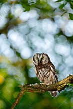 Small bird in the wood. Boreal owl, Aegolius funereus, sitting on the tree branch in green forest background. Owl hidden in green