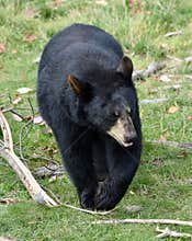 American Black Bear