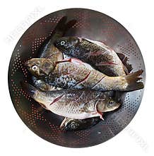 Fresh Fish in a Sieve