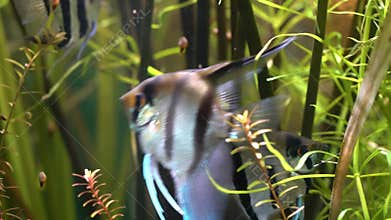 Angelfish pterophyllum scalare