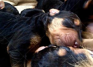Litter newborn baby puppies dogs sleeping