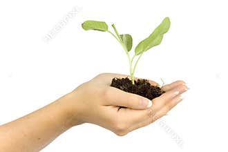 Woman's hands keep plant