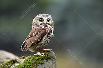 Northern Saw-Whet Owl