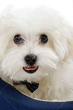 Maltese dog lying in in a puppy bed