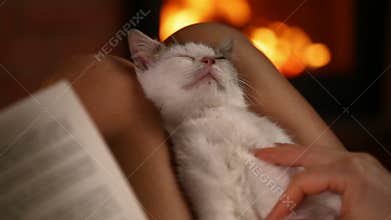 Kitten relaxing in owner lap - woman hand holding book and caressing a cat