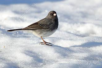 Dark Eyed Junco
