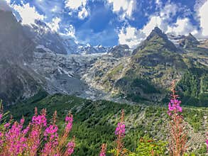 Miage glacier, pink fireweeds, Aosta Valley Italy