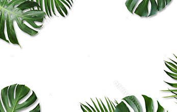 Monstera deliciosa and yellow palm tropical leaves isolated