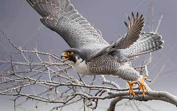Peregrine Falcon