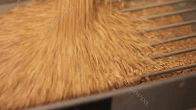 Grinding of malt for producing beer at the brewery. The crushing of the malt in an electric mill. Close up