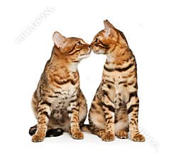 Bengal cats