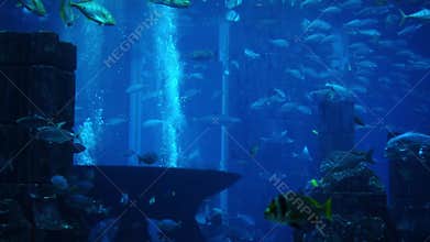 Fish in a big aquarium and oceanarium. Fish Tank.