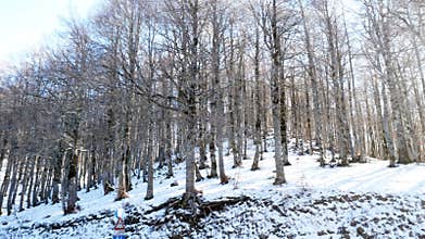 Forest trees snow covered winter season