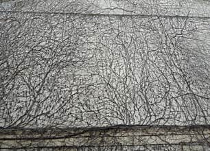 Vines on exterior wall