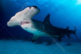 Great Hammerhead shark Bahamas