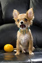 Chihuahua puppy portrait with lemon