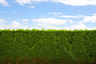 Horizontal Hedge
