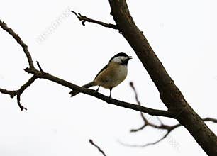 Black-capped chickadee singing on a tree branch in Michigan