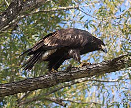 Immature Bald Eagle