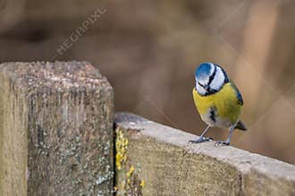 Blue tit bird Cyanistes caeruleus