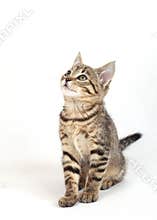 Sitting cat