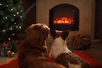 Two dogs by the fireplace. Jack Russell Terrier and Nova Scotia