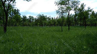 Summer meadow and bells, under the blue sky