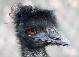 Emu portrait
