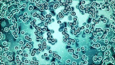 Microscopic plate of bacteria multiplying themselves 4K